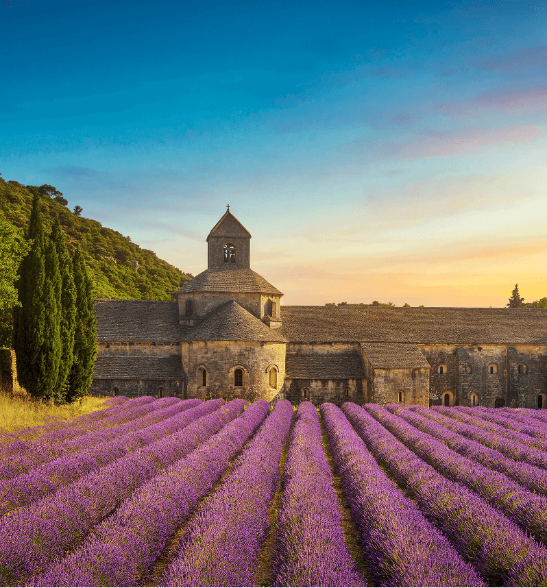 Panoramic view of the Abbey of Senanque and the rows of lavender flowers in bloom, at sunset.